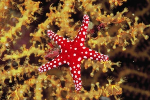 Marsa Alam dive centres, Marsa Alam