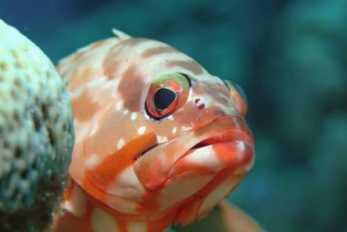 Marsa Alam dive centres, Marsa Alam