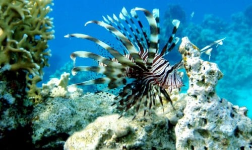 Marsa Alam dive centres, Marsa Alam