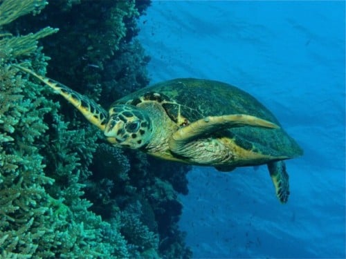 Marsa Alam dive centres, Marsa Alam