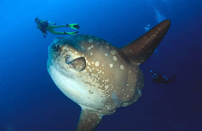Bali dive centres, Bali
